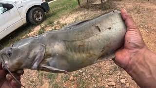 Catfishing with hotdogs  Bullheads [upl. by Ayota]