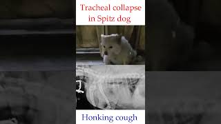 Tracheal collapse in a Spitz doghonking coughtracheal narrowingdrrbkushwaha [upl. by Enrol780]