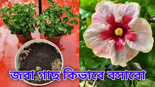 কিভাবে বসাবো জবা মাটিতে কি কি মেশাবো  Hibiscus plant soil mix amp repoting [upl. by Noyad]