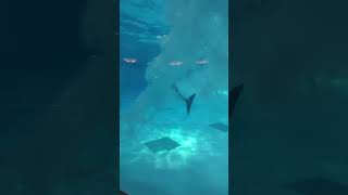 This dolphin IS the symphonys conductor 🐬✨ dolphin symphony delfinarium klaipeda memes edit [upl. by Margarethe]