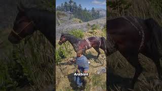 Arabian horses in red dead redemption 2 🏇 [upl. by Glass949]