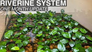 Anubias and Buce Emersed Propagation  RIVERINE SYSTEM  One Month [upl. by Premer]