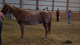 Section 9 2024 Quarter Horse Geldings [upl. by Won]