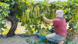 How US Farmers Harvested 59 Million Tons Of Grapes  US Farming [upl. by Spooner]