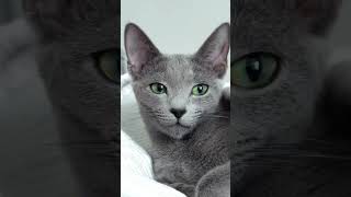 Almond shaped eyes of Russian Blue cat russianblue kitten cattery golubika cute emerald eyes [upl. by Jobie]