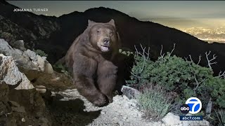 Photo of smiling black bear looking over Pasadena becomes hit on social media [upl. by Sawyer]