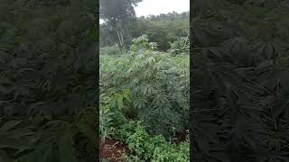 vlog kebun singkong [upl. by Jolene]