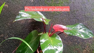 Summer Gardening quotquot lush greenery of Philodendron erubescens💚 [upl. by Corina]