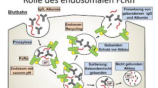 Zelluläre Rezeptoren Der „neonatale“ FcRezeptor FcRn [upl. by Ybok]