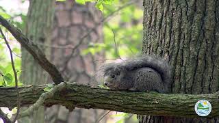 Delmarva Fox Squirrel [upl. by Ynaffit861]