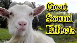 Goat Sound Effects [upl. by Ahsiad401]