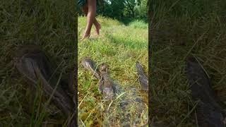 Unbelievable Hand Fishing Video ♥️ shorts handfishing [upl. by Valaria]