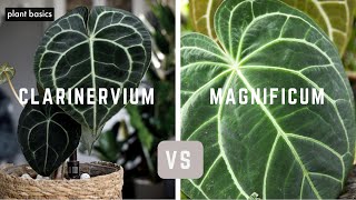 Anthurium Clarinervium vs Anthurium Magnificum  Which is better [upl. by Ahsym]