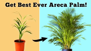 USE THIS To Grow BEST EVER Areca Palm Plant Areca Palm Care Indoor [upl. by Giaimo]