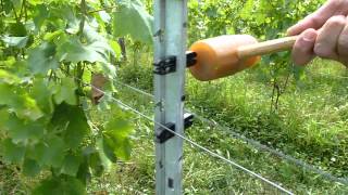 Insertion Barrette à vigne LONNEO brevetée sur piquet CLOTEX [upl. by Araed]