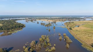 Hochwasser an der Oder  Lage in Frankfurt und Lebus [upl. by Yelssew]