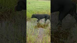 trending doglover animals canecorso falcon chiens fort [upl. by Jen]