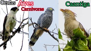 CENAS INCRÍVEIS DAS AVES CARNÍVORAS DA CAATINGA 🦅 🌵 🦅 [upl. by Eelarac]