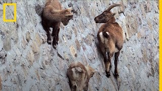 Estas CABRAS son capaces de andar por una pared VERTICAL ¿Por qué  National Geographic en Español [upl. by Lanna]