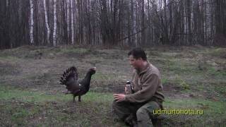 Храбрый глухарь 3 Brave capercaillie 3 [upl. by Edrock566]