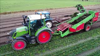 Aardbei planten rooien  Harvesting strawberry plants  Erdbeerpflanzen roden  Basrijs  Fendt [upl. by Blessington475]