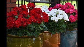 Gardening Tip  Keep Geraniums Blooming AllSeason [upl. by Nothgierc536]