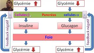 La régulation de la glycémie 1BAC SC EX BIOFتنظيم تحلون الدم [upl. by Nashoma]