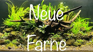 Neue Farne im Aquarium aquaristik [upl. by Darcy745]