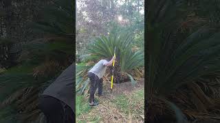 Sago Palm Pruning [upl. by Tran]