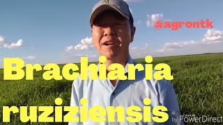 20 BRACHIARIA RUZIZIENSIS no SISTEMA de PLANTIO DIRETO [upl. by Rebmit]