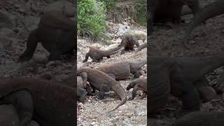 Two groups of Komodo dragons fight each other for power [upl. by Larrabee]