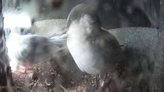 Coquet Island 2 Roseate Tern☀️140724 [upl. by Aicyla]