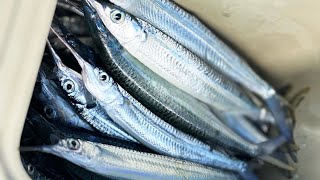 Gar fishing Mooloolaba Sunshine Coast [upl. by Aneret]