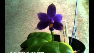 OrchidWeb  Phal violacea var coerulea [upl. by Bolen]