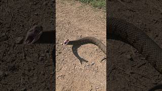 BIG COTTON MOUTH STRIKES sammoore138 snake [upl. by Lontson930]