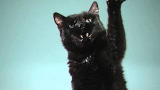 Black Cat  Slow Motion Cats Phantom Camera Series [upl. by Gruber846]