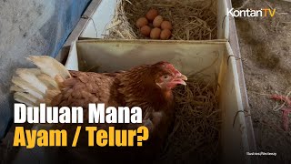 Inilah Jawaban TekaTeki Mana Lebih Dulu Ayam atau Telur  Kontan News [upl. by Airdnassac]