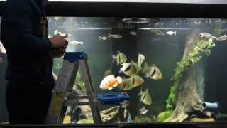 Huge Fish Tank Feeding [upl. by Nekal]