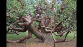 Bursera Simaruba Gumbo Limbo [upl. by Atinaw979]