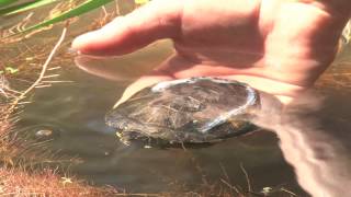 Pond Turtles Released Into the Wild [upl. by Oaht581]