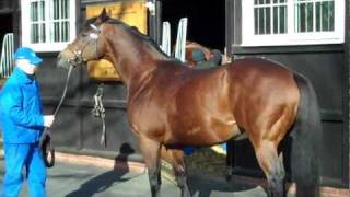 Dubawi at Darley Stud [upl. by Ymereg]