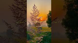 islamicstatus video love duet allahhuakbarallahhuakbar  video [upl. by Judson153]