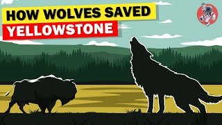 How Wolves Saved Yellowstone and Changed Rivers [upl. by Bowne]