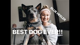 AUSTRALIAN CATTLE DOG EVERYTHING YOU NEED TO KNOW ABOUT BLUE HEELERS [upl. by Geirk]