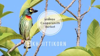 นกตีทองBirds name  Coppersmith Barbetเจาะโพรง ส่งเสียงร้องท้ายคลิป [upl. by Erikson842]