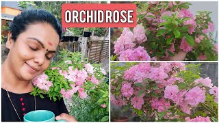 gardening orchidrose rose rosecaretips [upl. by Hackney280]