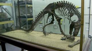 Inside the Collections Paleontology and the Big Bone Room [upl. by Ettevroc]