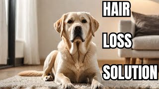 The Hidden Reason Labradors Lose Their Hair [upl. by Aliahs774]