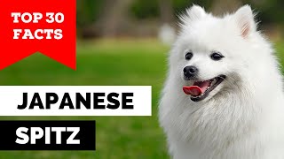 99 of Japanese Spitz Owners Dont Know This [upl. by Secrest]