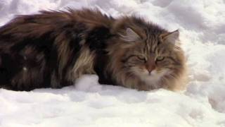 Astera Siberian Cats [upl. by Arman264]